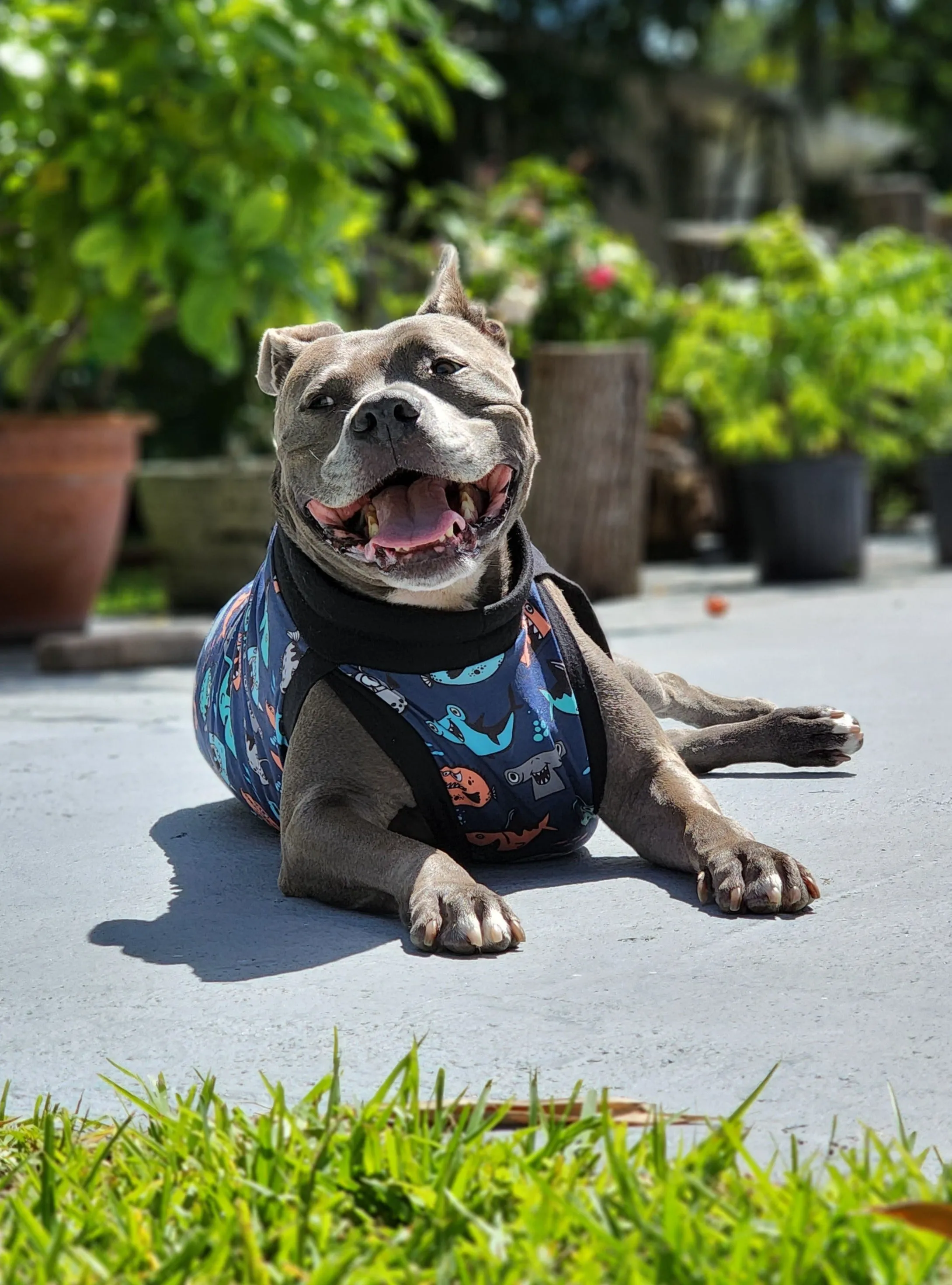 Mischievous Fish & Sharks Dog Pajamas