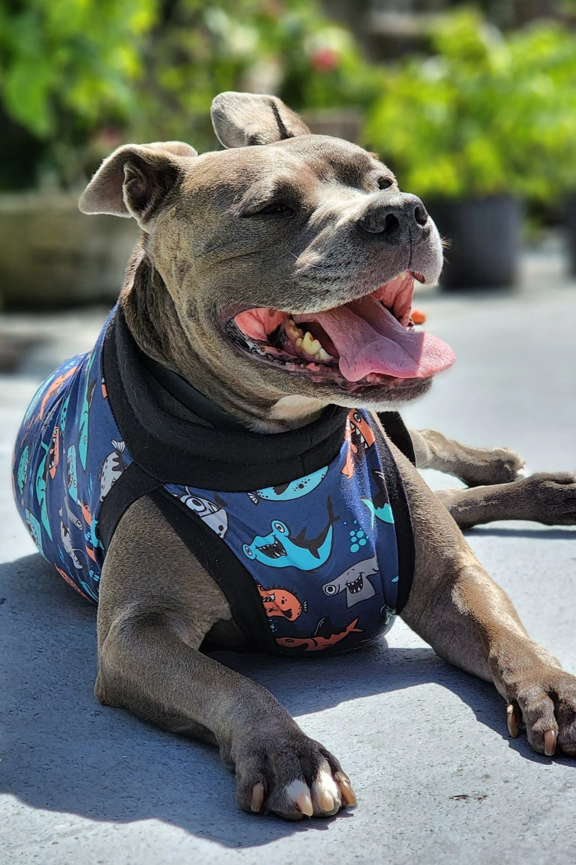 Mischievous Fish & Sharks Dog Pajamas