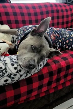 Sleepy Owl Dog Pajamas